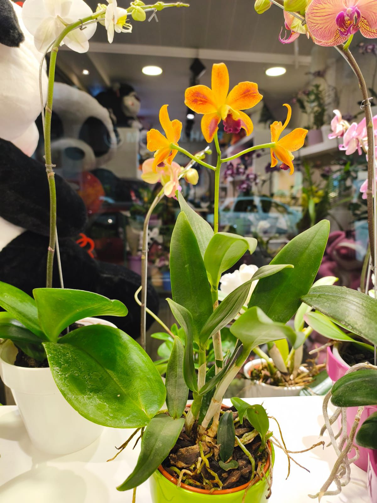 Orquídeas Finas